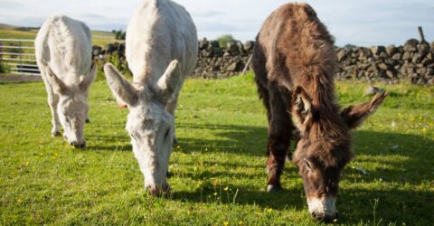 Case Study Farmersfield Rest home for Elderly Donkeys (FRED)