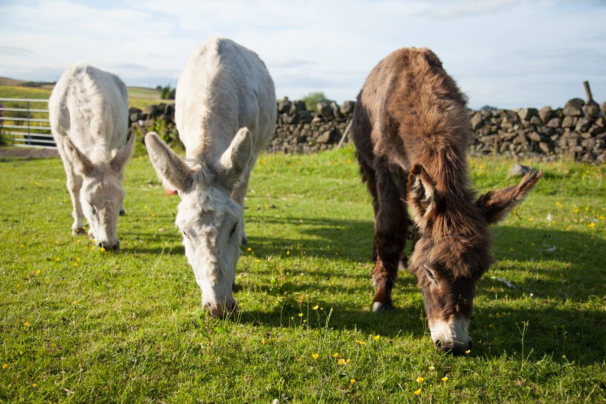 Farmersfield Rest home for Elderly Donkeys (FRED)